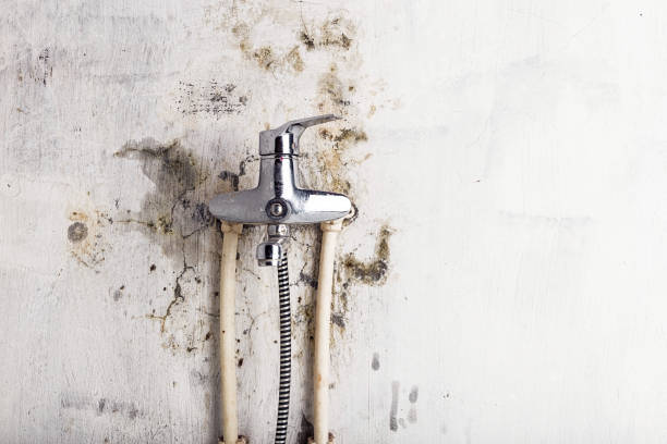 Best Toxic Mold Removal  in Cornell, WI