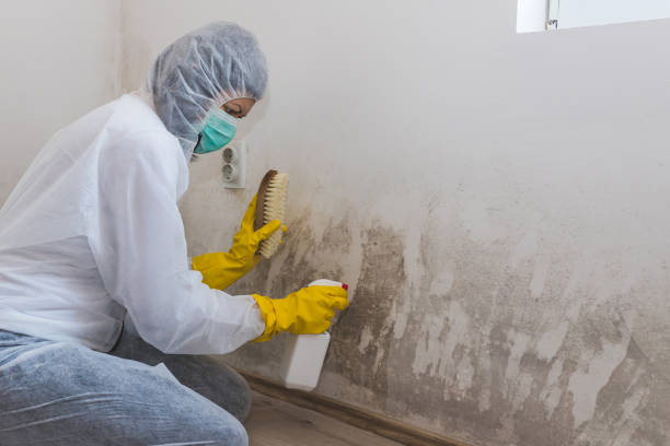Trusted Cornell, WI Mold Removal Experts