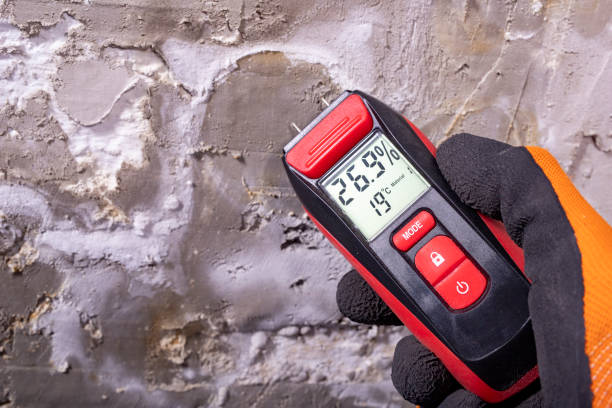 Best Fast Mold Removal  in Cornell, WI