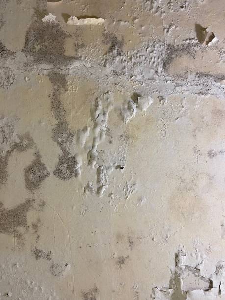 Best Certified Mold Removal  in Cornell, WI