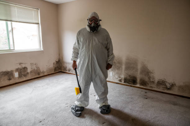 Best Black Mold Removal  in Cornell, WI