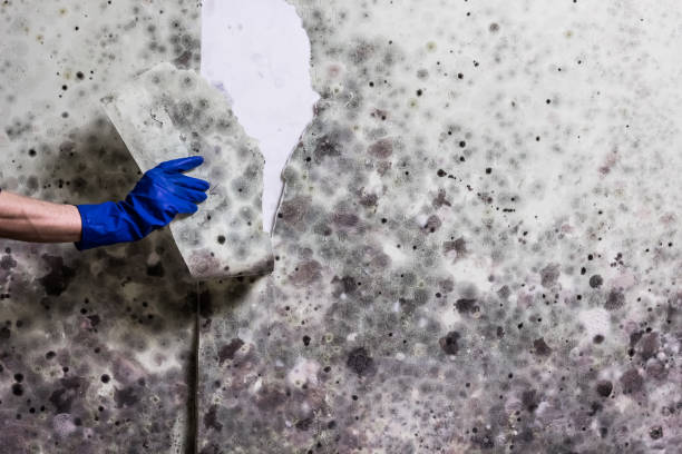 Best Mold Removal Near Me  in Cornell, WI